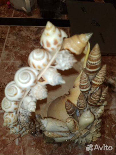 Ночник ракушка