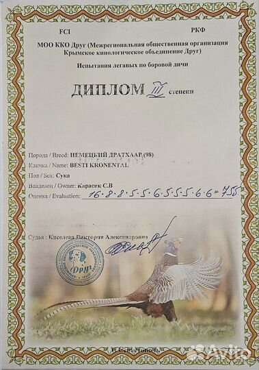 Щенки немецкой жесткошерстной легавой Дратхаар