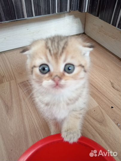 Золотой котик