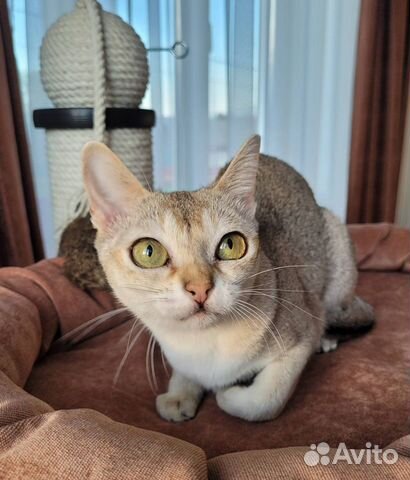 Сингапурская кошка, Сингапурские котята объявление продам