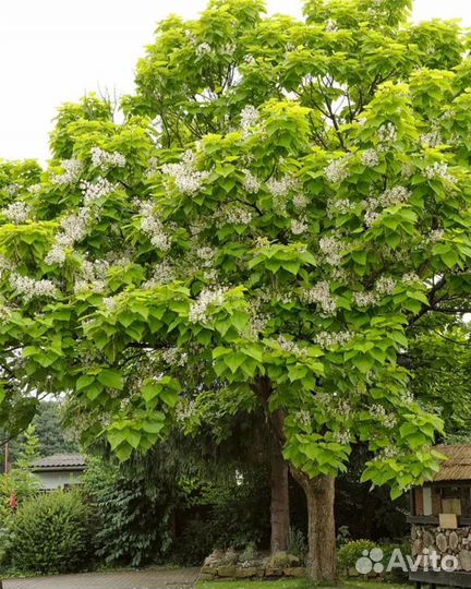 Деревья крупномеры