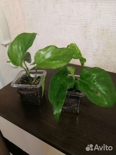 Эпипремнум Марбл Грин