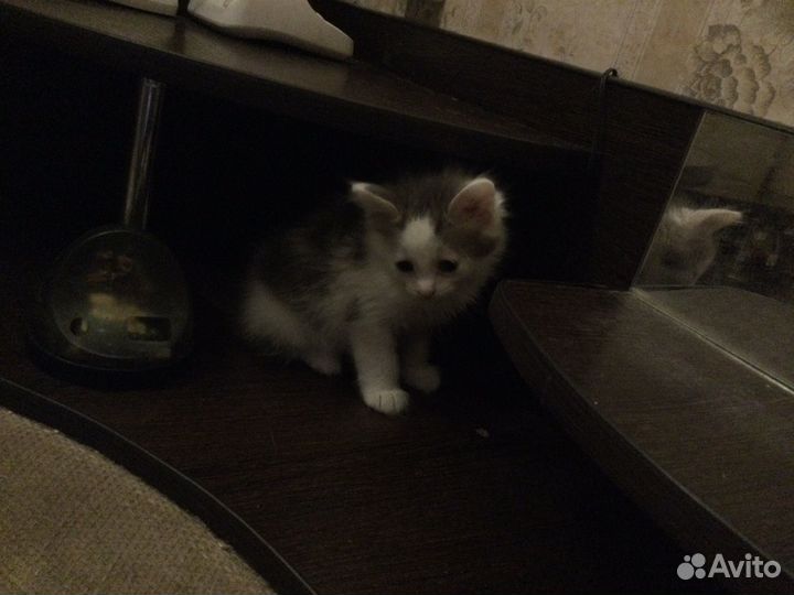 Котята