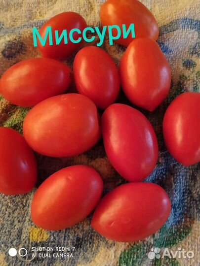 Семена томатов