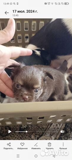 Чихуахуашечки милашечки