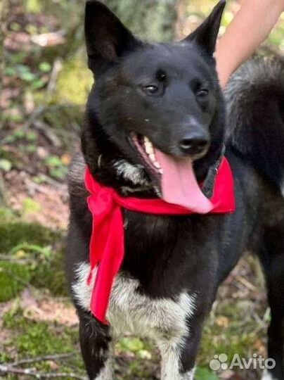 Метис лайки молодая девочка в дар