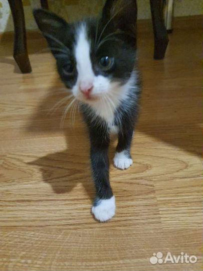 Котик в добрые руки