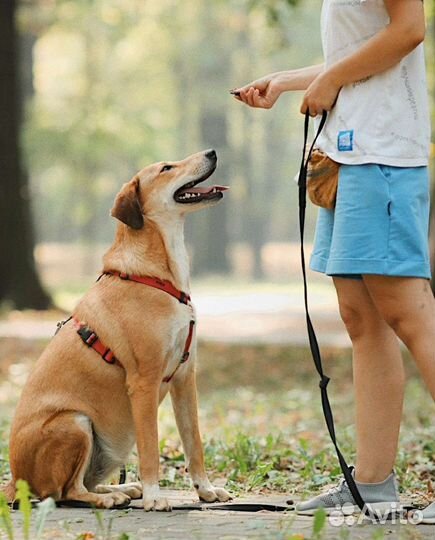 Собака в добрые руки