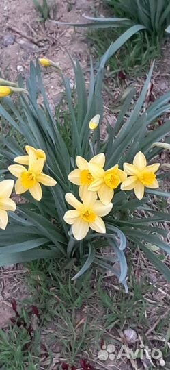 Сад благоустройство