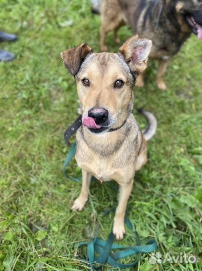 Собака в добрые руки