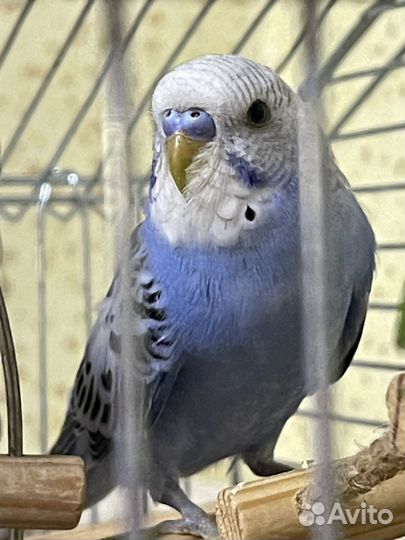 Птенцы волнистый попугай