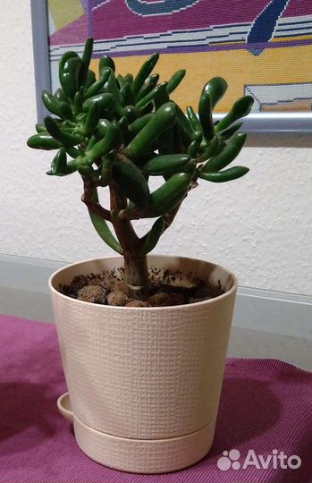 Толстянка Хоббит