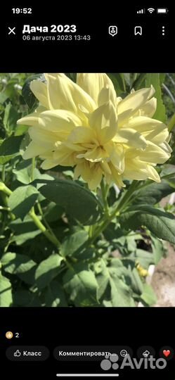 Корни георгин