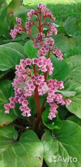 Почвопокровные растения