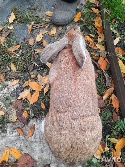 Крол 7 месяцев