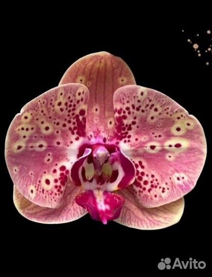 Фаленопсис сортовой