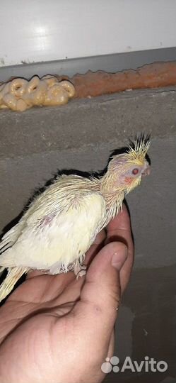 Попугай корелла