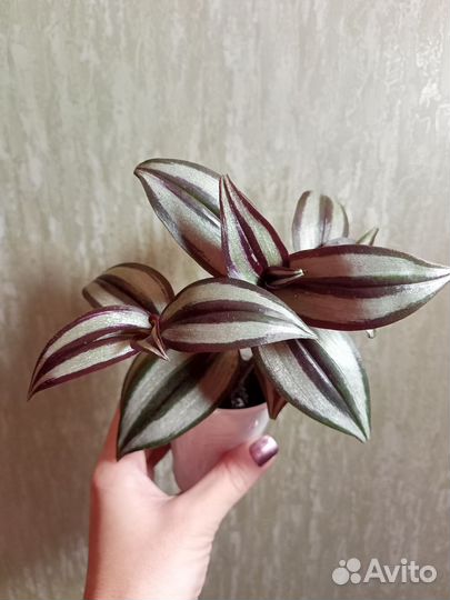 Комнатные цветы