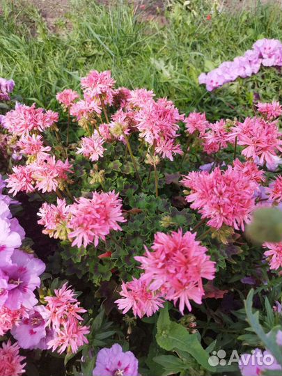 Герань пеларгония пестролистная