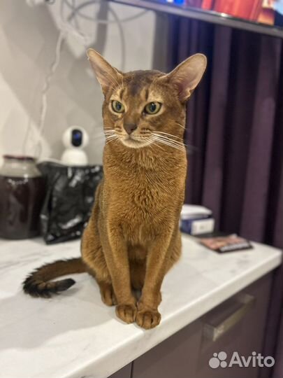 Кот на вязку