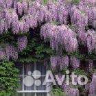 Глициния фиолетовая