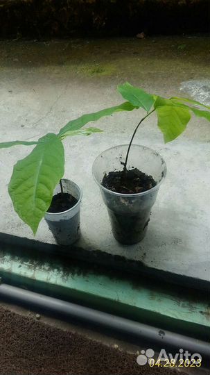 Азимина семена