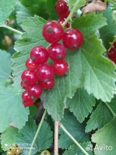 Смородина красная и белая молодые кустики плодонос