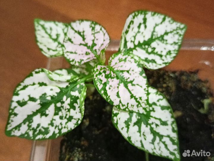 Авокадо растение