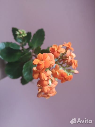 Каланхоэ Блоссфельда Каландива