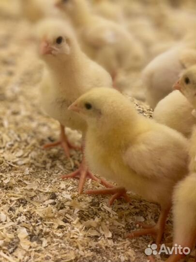 Цыпленок суточный Росс 308