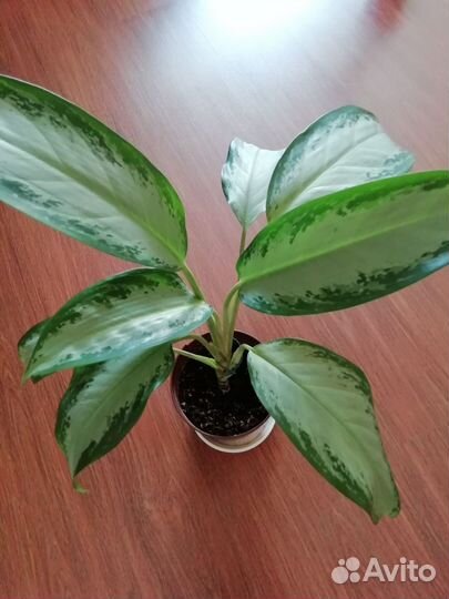 Синг ред спот триколор, фелодендрон, эписция