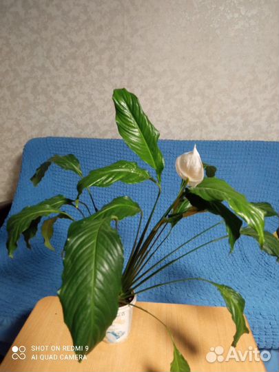 Спатифиллум