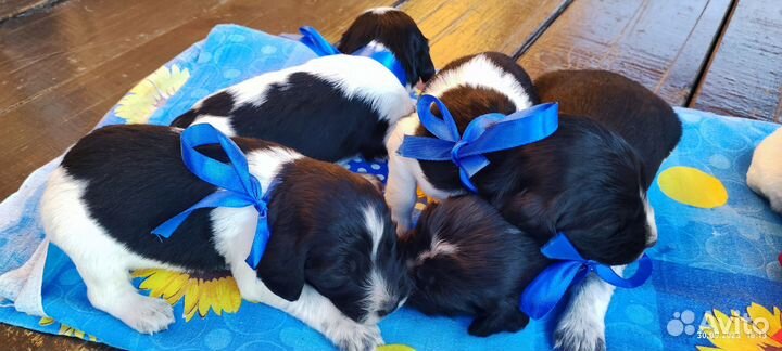 Щенки русского охотничьего спаниеля