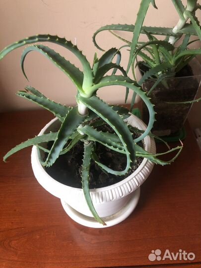 Алоэ лечебный