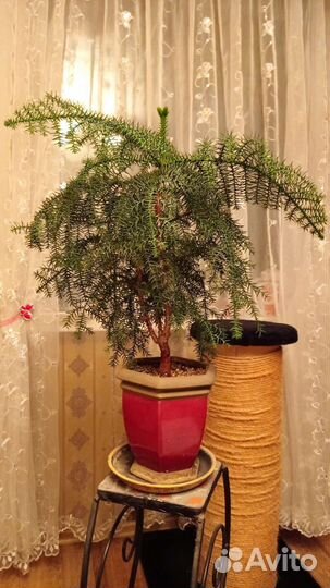 Араукария