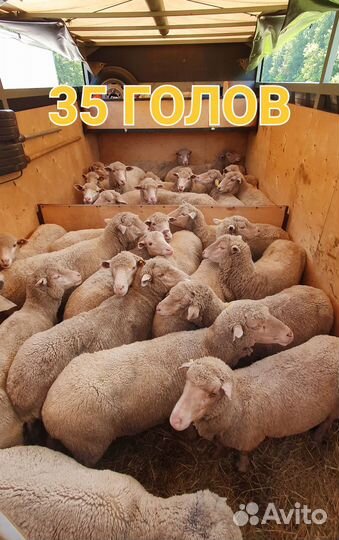 Перевозка животных (лошадей, крс, баранов)