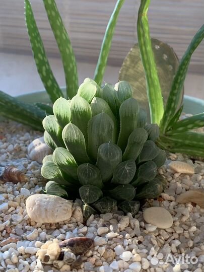 Композиция из суккулентов. Кораллы