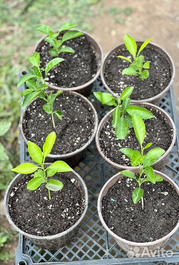 Саженцы мандаринового дерева