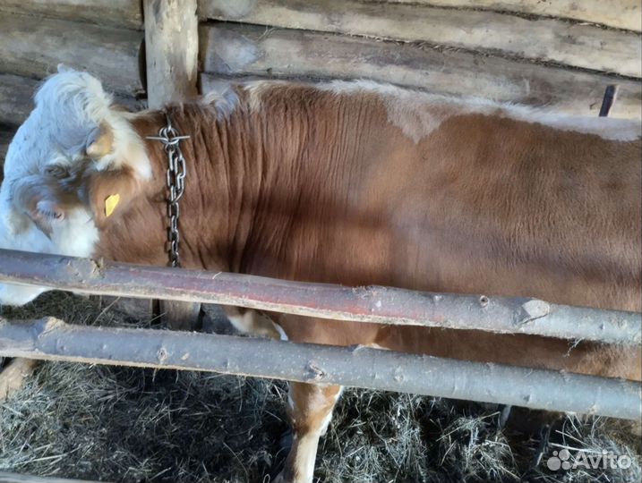 Бычки и телки