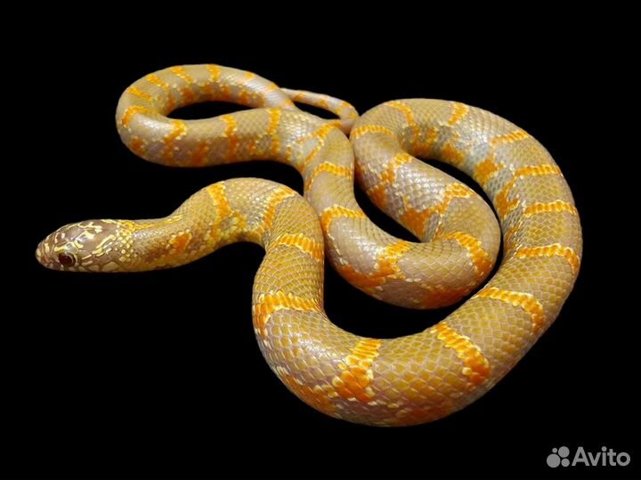 Королевская змея Гоини