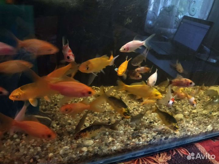 Рыба для пруда