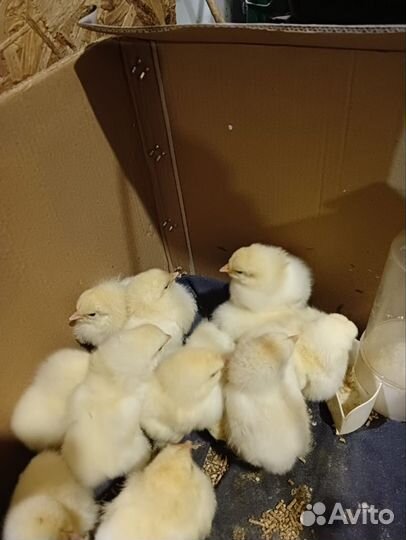 Цыплята и яйцо, Колумбийской брамы