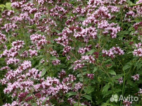 Тархун (эстрагон),душица, мята, тимьян, ревень