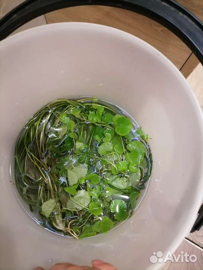 Аквариумные растения