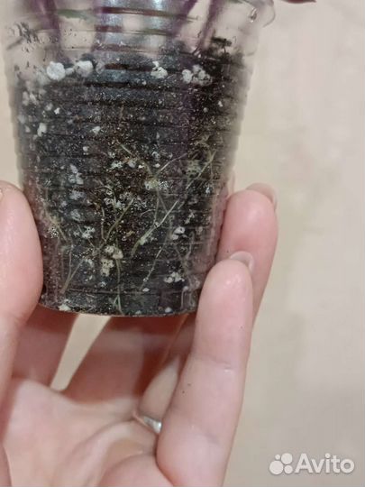 Каллизия 4 сорта