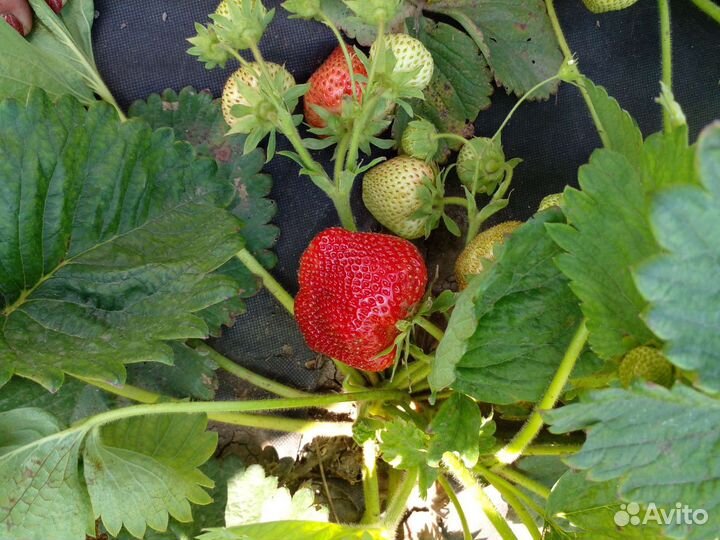 Рассада клубники