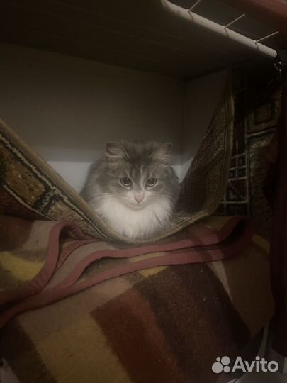 Найдена кошка