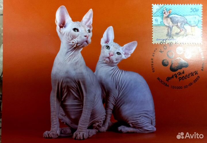 Картмаксимум кошки