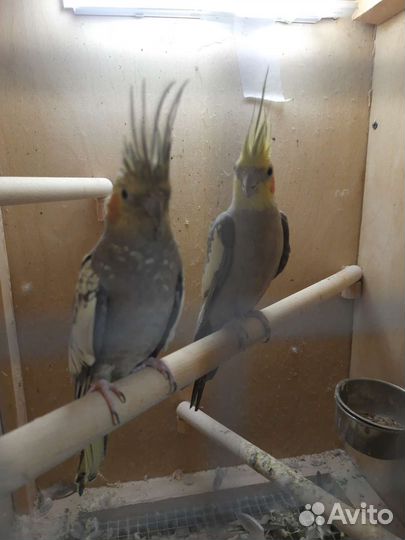 Попугай карелла с клеткой
