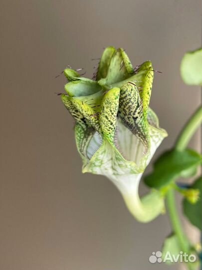 Церопегия Сандерсона